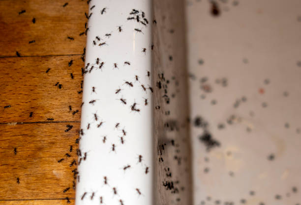 Best Commercial Pest Control Services  in Montezuma, GA