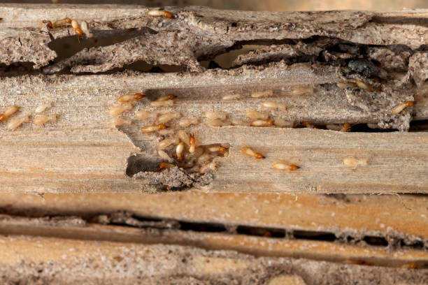 Best Local Pest Control Services  in Montezuma, GA